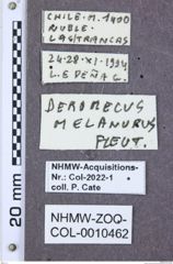 Etikette zu Deromecus melanurus (NHMW-ZOO-COL-0010462)